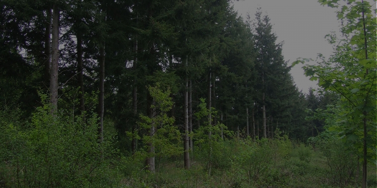 Image of Woodland